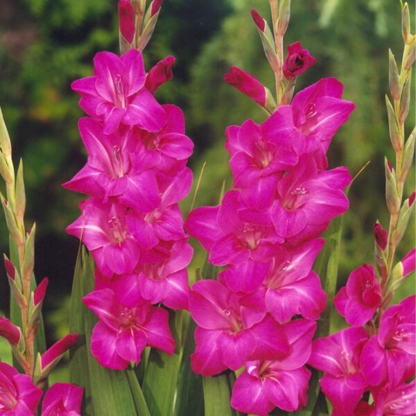 Gladiolus Fidelio 01205 - Image 2
