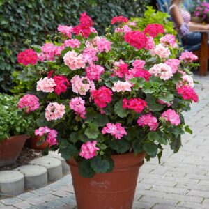 Muškatla stojeća mix 0,02gr – (od 4-5 semenki)