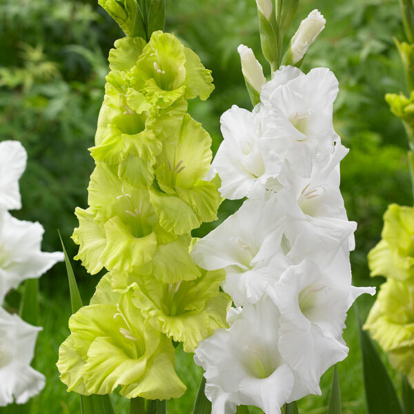 Gladiolus Green Star-5 lukovica - Image 3