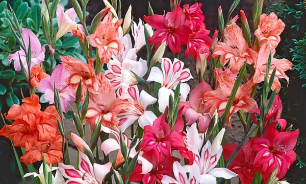 Gladiolus nanus mix 5/1