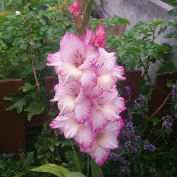Gladiolus Priscilla-5 lukovica - Image 2