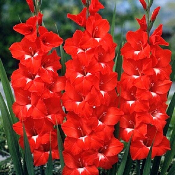Gladiolus Traderhorn