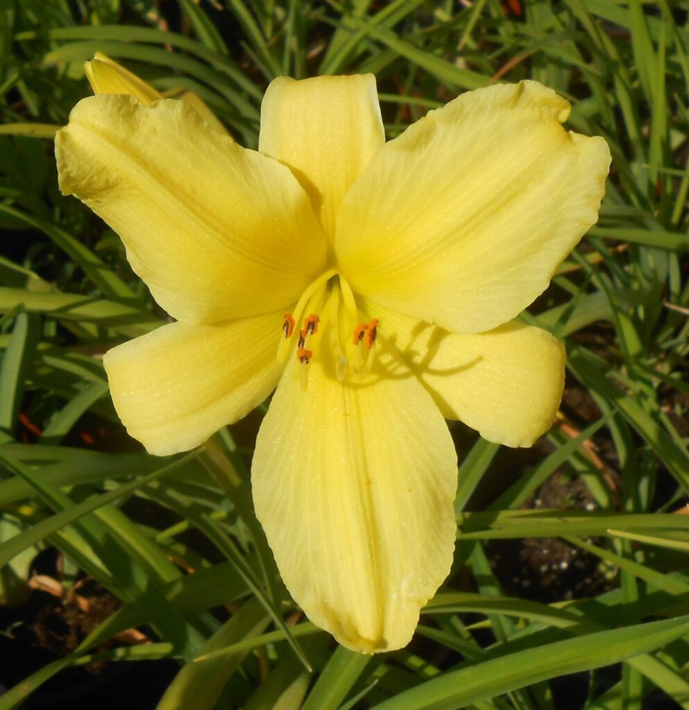 Hemerocallis Golden Prize 88129 - Statua - kataloška prodaja cveća