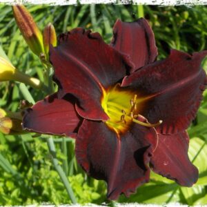 HEMEROCALLIS Ed Murray