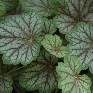 Heuchera Green Spice