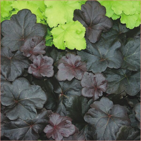 Heuchera Obsidian P276