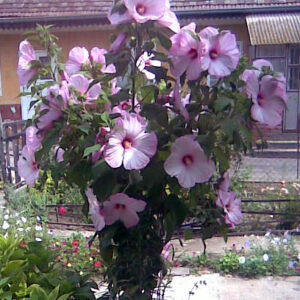Hibiscus Pink - sadnica 40+cm