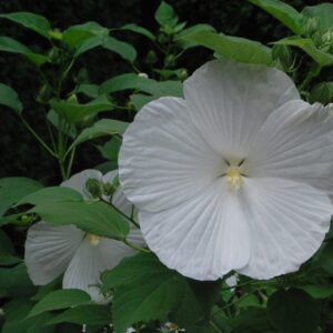 Hibiscus Blue River-sadnica 40-50cm