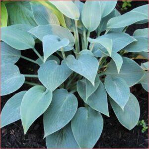 Hosta Blue cadet - Plava