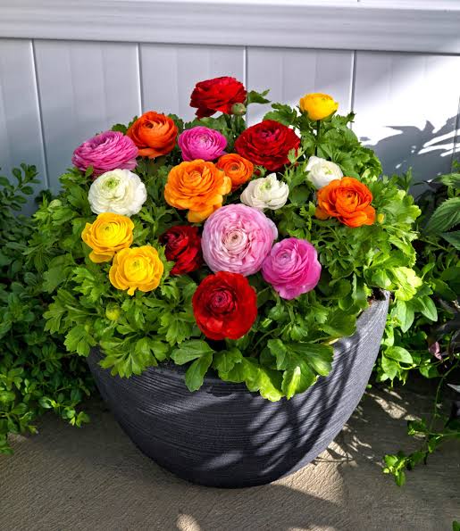 Ranunculus mix - Ljutić-20 lukovica - Slika 4
