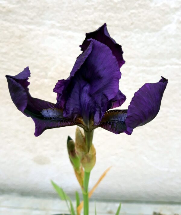 IRIS germanica deep violet P08437 - Image 2