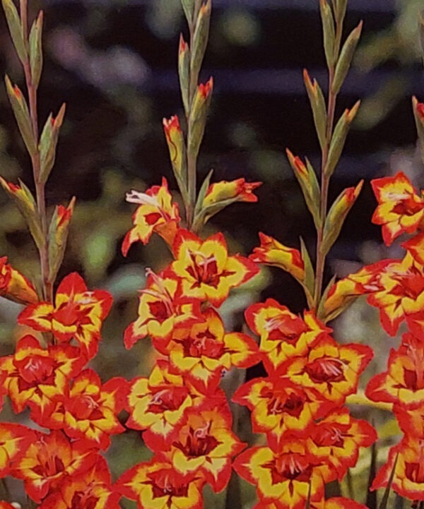 Gladiolus Jacqueline 08338