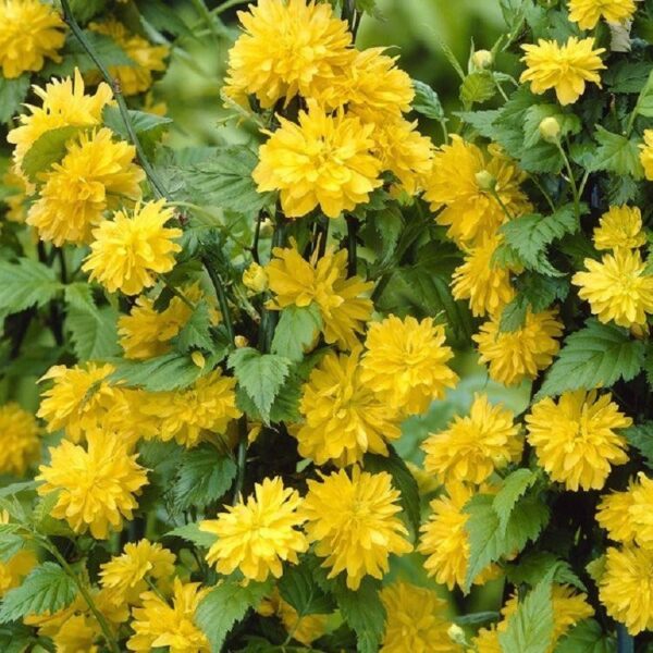 Kerria japonica Pleniflora P676