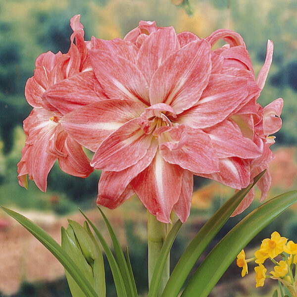 Amaryllis Double Lady Jane - Image 2