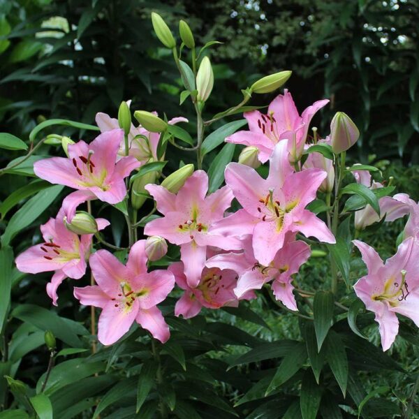 Ljiljan-Lilium Oriental Le Reve - Image 2