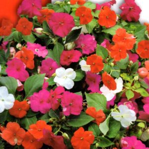 Lepi Jova (Impatiens mix ) 0,04 gr (oko 80 sem)