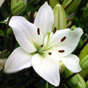 Ljiljan-Lilium Asiatic White