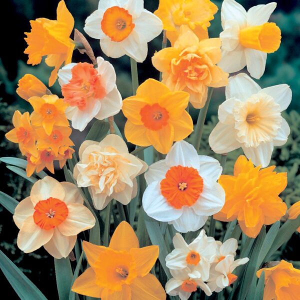 Narcis Double Mix - 5 lukovica - Image 2
