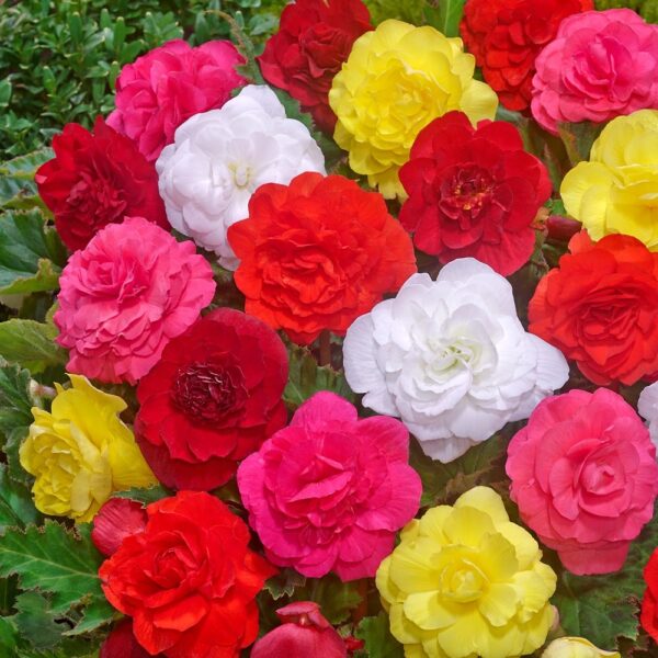 Begonia Non Stop Mix -5/1-08372 - Image 3