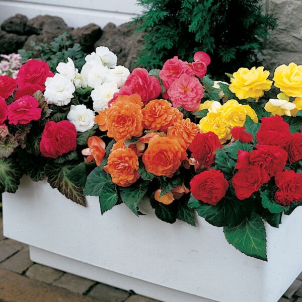 Begonia Non Stop Mix -5/1-08372