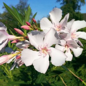Oleander Alsace 40cm