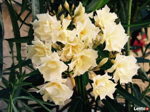 Oleander Luteum plenum-Dupli žuti-sadnica 15-20cm - Image 3