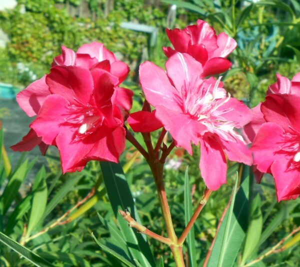 Oleander Dupli crveni (50-70cm) - Image 4