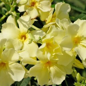 Oleander žuti jednostruki sadnica 30/40cm
