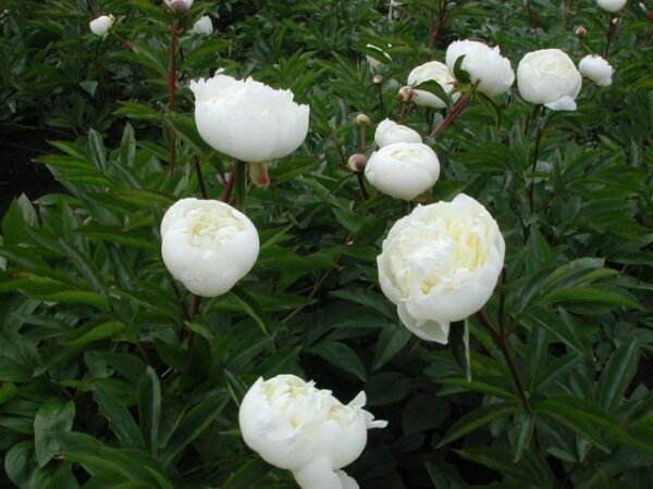 BOŽUR Duchesse de Nemours-LACTIFLORA P10139-1 - Image 2