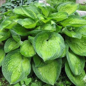 Hosta Paradigm