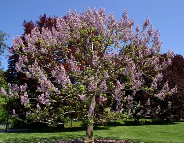 Paulownia tomentosa S0228