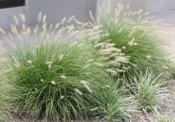 PENNISETUM AL. LITTLE BUNNY P325 - Image 2