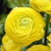 Ranunculus mix - Ljutić-5 lukovica - Image 3