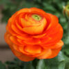 Ranunculus mix - Ljutić-5 lukovica - Image 2