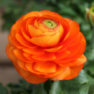Ranunculus Orange - Ljutić-5 lukovica