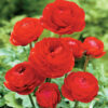 Ranunculus mix - Ljutić-5 lukovica - Image 5