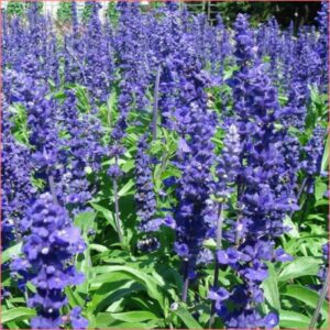 Salvia farinacea P055