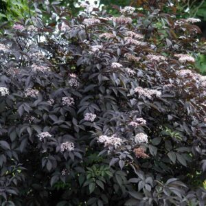 Sambucus nigra Black Lace