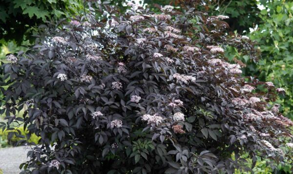 Crna zova-Sambucus nigra P475