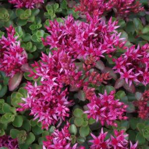 Sedum purpurteppich