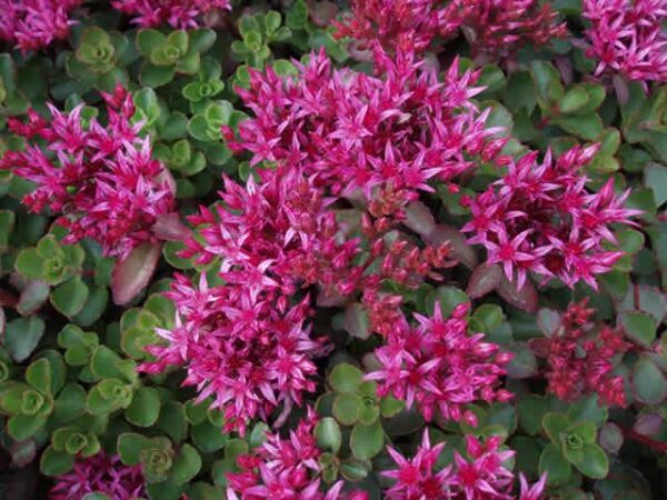 Sedum purpurteppich