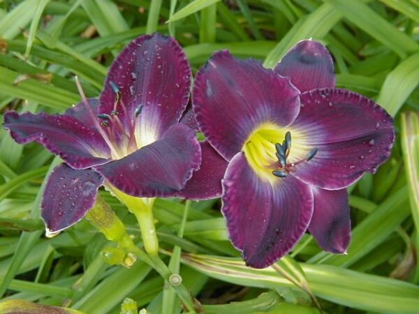 Hemerocallis Strutters Ball - Image 2