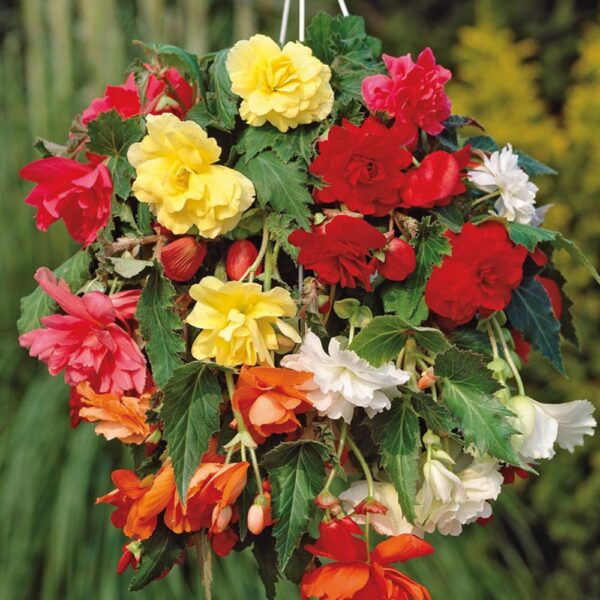 Begonia Pendula Mix -5/1- 08383 - Image 3