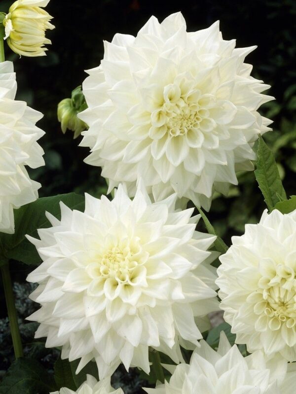 Dalija Decorative White Perfection