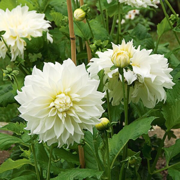 Dalija Decorative White Perfection - Image 2
