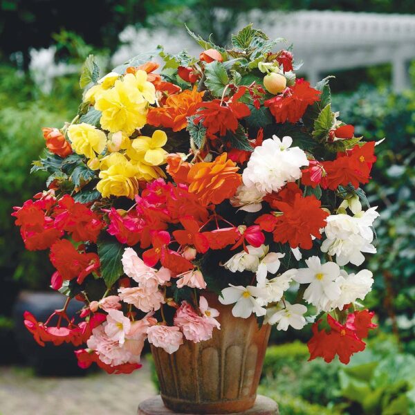 Begonia Pendula Mix -5/1- 08383 - Image 2