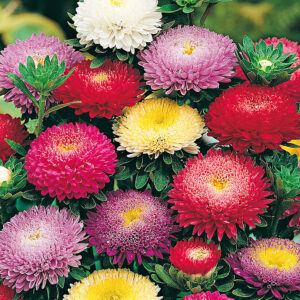 Lepa Kata Pompon mix 1,2 gr (oko 500 sem)