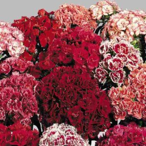 Turski Karanfil Mix - visoki 2 gr (oko 1800 sem)