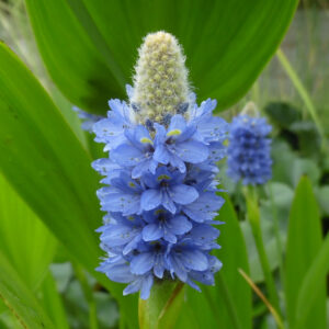 PONTEDERIA