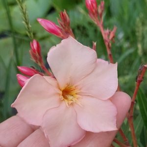 Oleander Dupli-kajsija-sadnica 70/80cm
